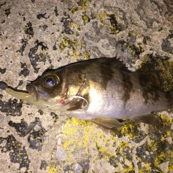 令和の最初は、希望のメバル