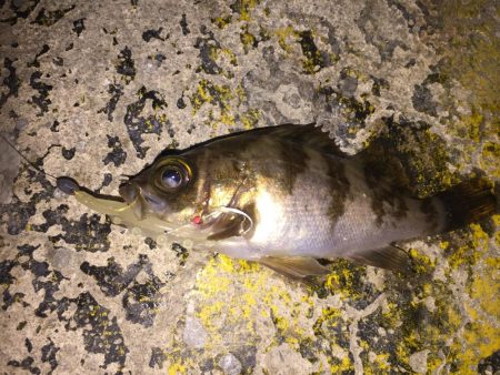 令和の最初は、希望のメバル