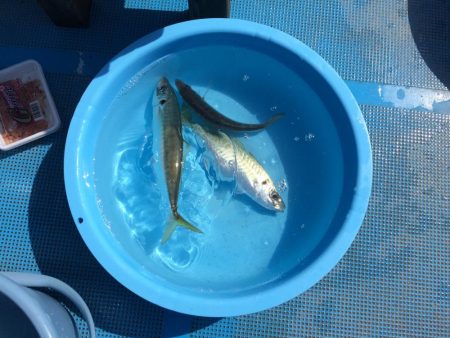 串本  カセ釣果