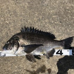 イチノ兄弟、釣果!