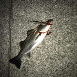 西宮浜跳ね橋周辺バチパターン開幕