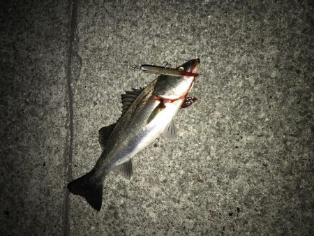 西宮浜跳ね橋周辺バチパターン開幕