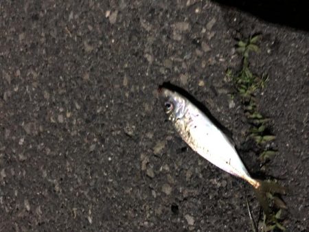 ナイトアジング