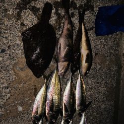 何でも釣れる富山湾