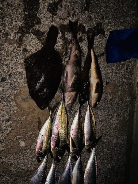 何でも釣れる富山湾