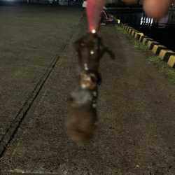 メバル、ミミイカ、タコ