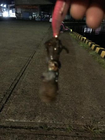 メバル、ミミイカ、タコ