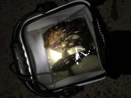 飽きずにガシラ