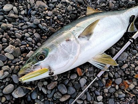 なんと　68㎝のメジロが釣れました!!