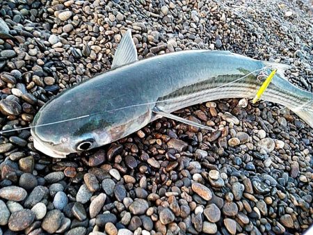 残念ボラでした!!