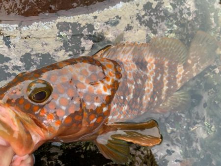 ロックフィッシュ