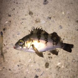 癒しのチビっ子メバル②