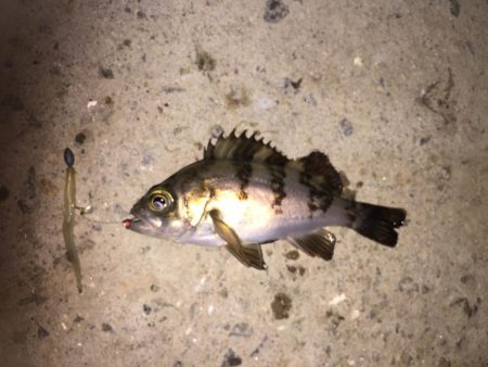 癒しのチビっ子メバル②