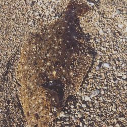 念願のヒラメ(ソゲ)