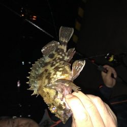 久しぶりのコウイカ、カサゴ