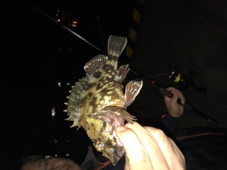 久しぶりのコウイカ、カサゴ