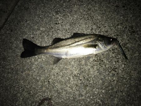 西宮浜跳ね橋周辺バチ抜け調査