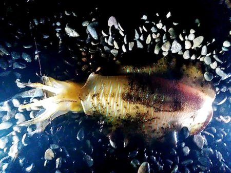 久しぶりのアオリイカでした!!