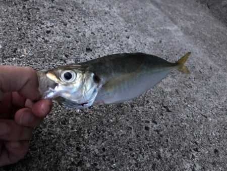 アジ釣り