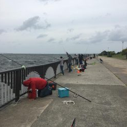 今年は鯖が長い!?