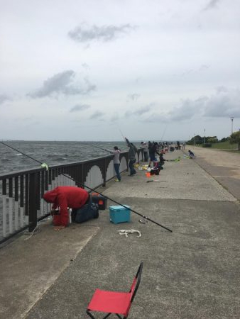 今年は鯖が長い!?