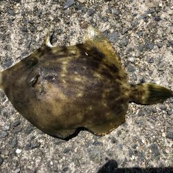 カワハギとキス