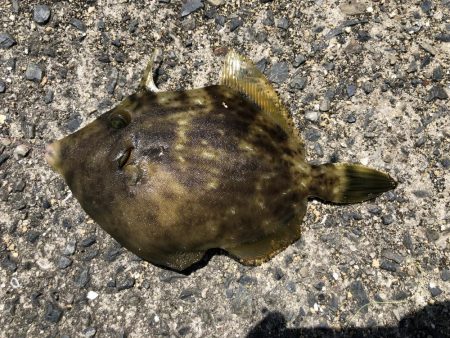 カワハギとキス