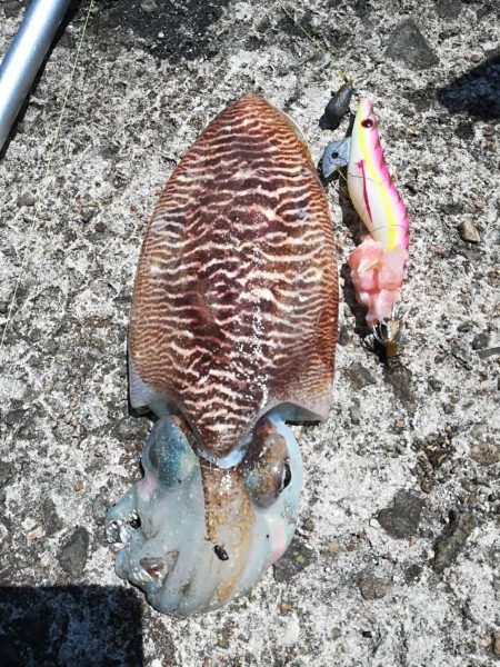 良型コウイカ　1杯