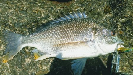 シーバス狙い・・・のはずが