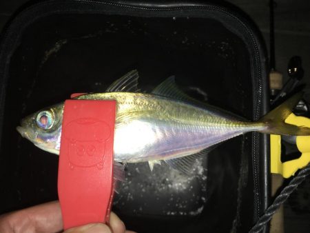 ベイトアジング