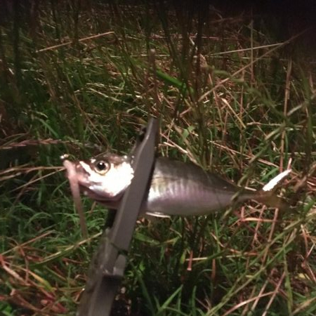 サイズUPやけど…