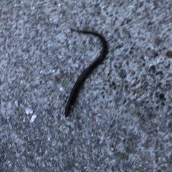 アナゴ釣りpart 2