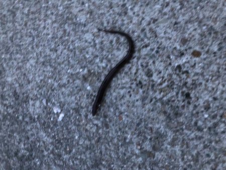 アナゴ釣りpart 2