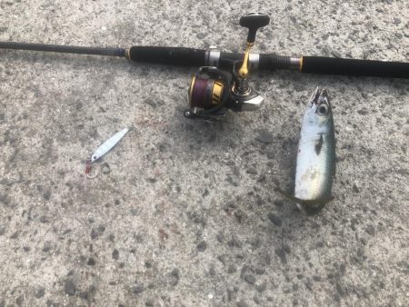 伊吹島でショアジギ