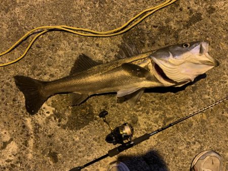 のませ釣り！シーバス80超え！