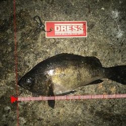 尺アジ狙いが…