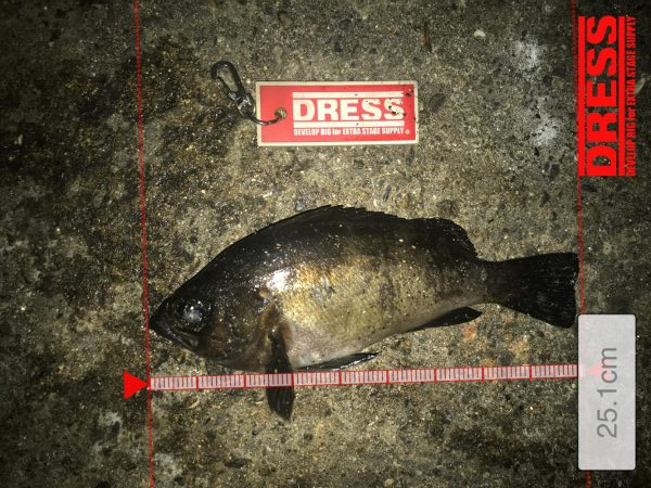 尺アジ狙いが…