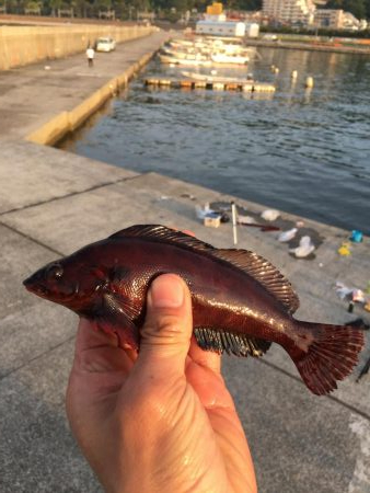ライトな五目釣り