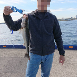 またもやシーバス