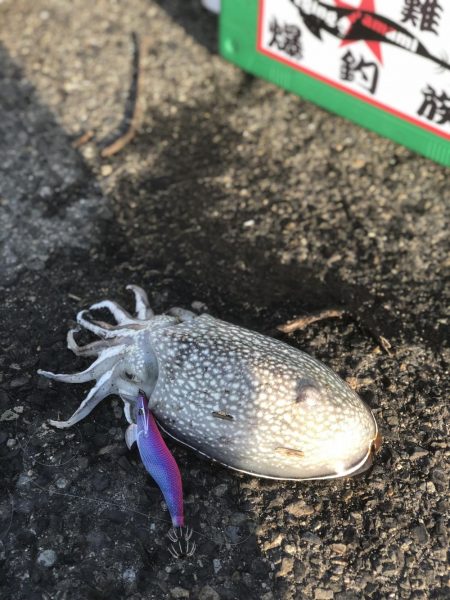 コウイカ（シリヤケイカ）