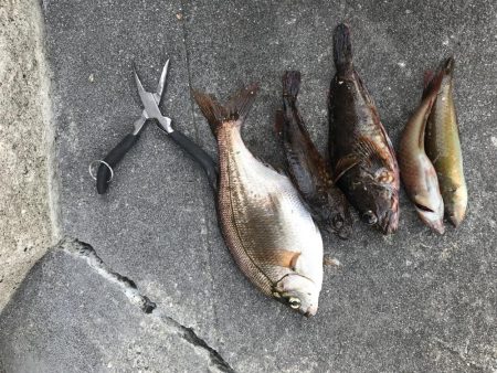 20センチ海タナゴ