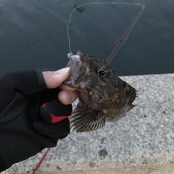 vj28ホームデビュー