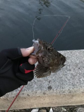 vj28ホームデビュー