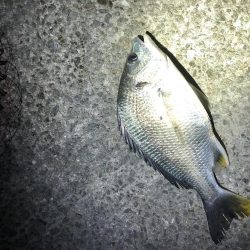 グレはまだいないです