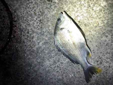 グレはまだいないです