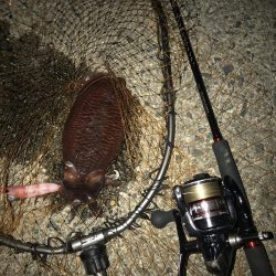 コウイカ連チャン