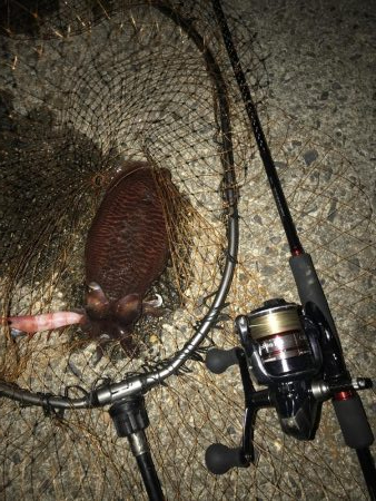 コウイカ連チャン