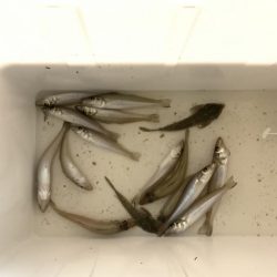 久々のキス釣り