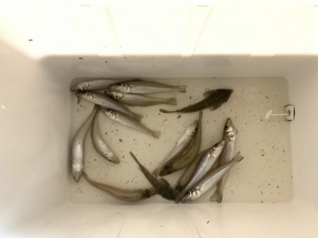 久々のキス釣り