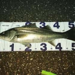 令和１本目ゲットしました。